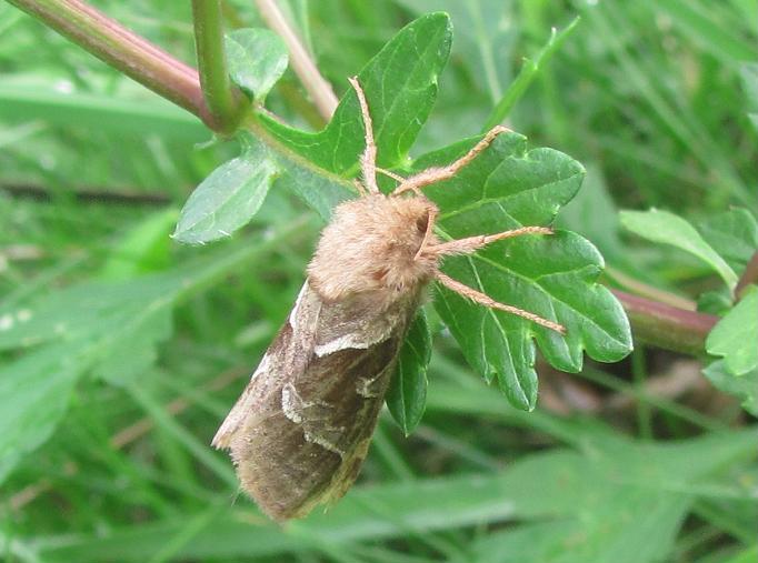 Triodia sylvina, femmina? S